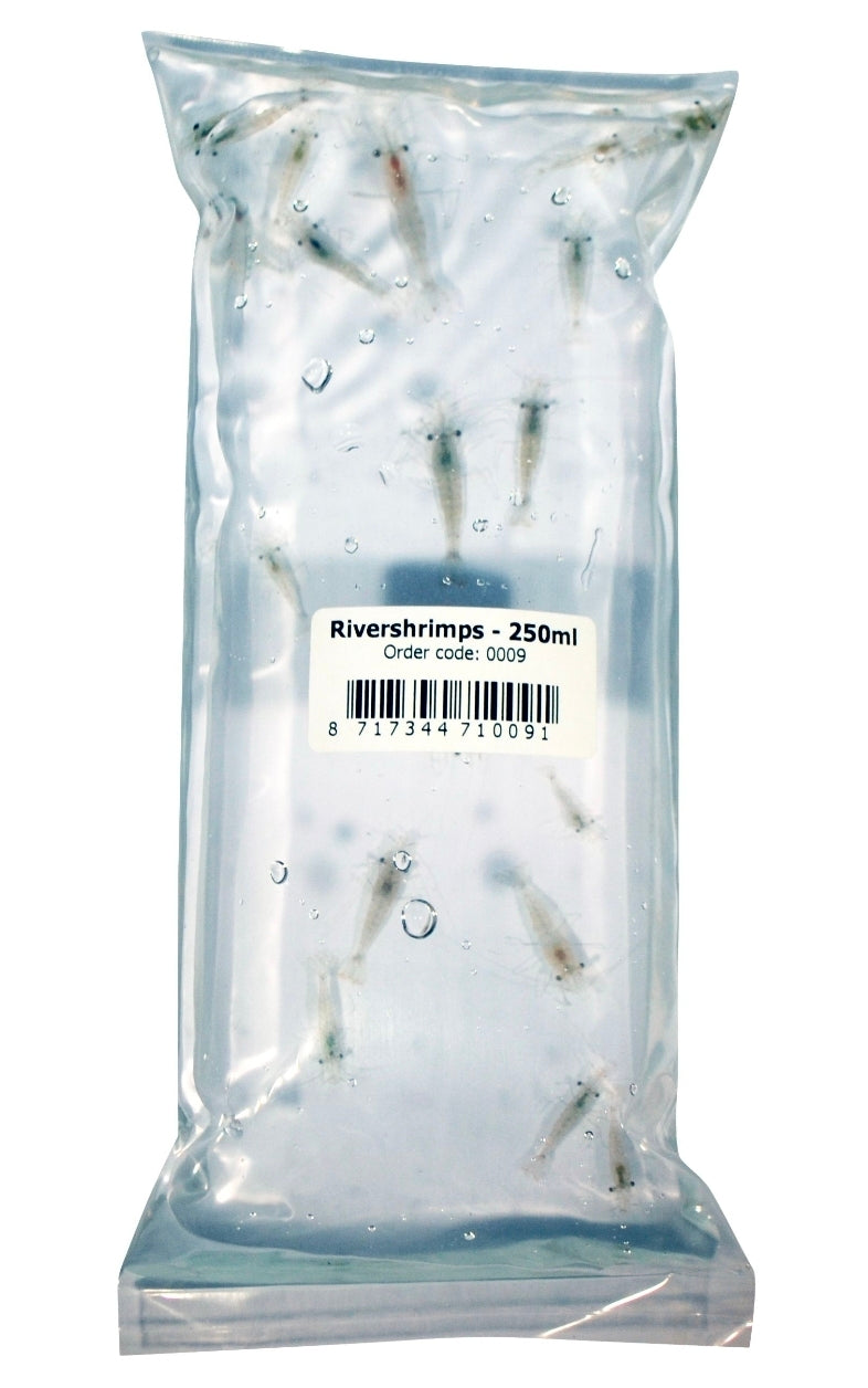 River shrimp 8-12 shrimp 250ml