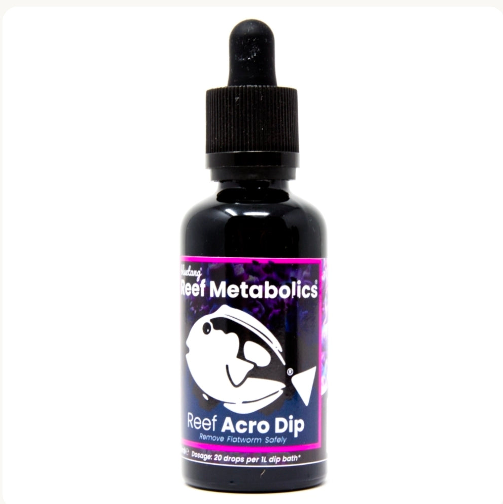Bluetang acro dip