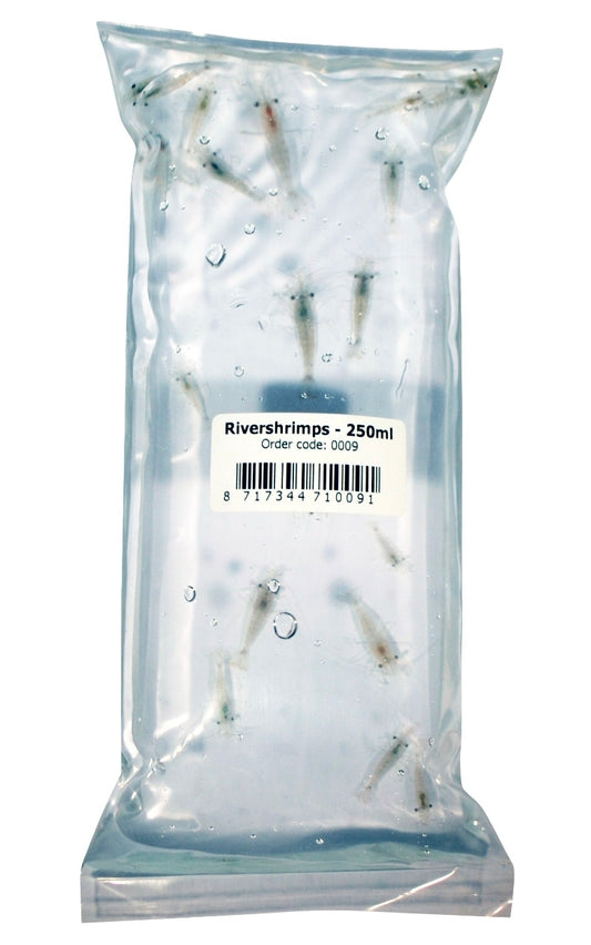 River shrimp 8-12 shrimp 250ml