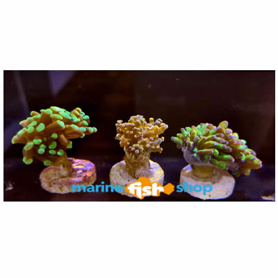 LPS Frag Pack (3 Frags) Coral Packs