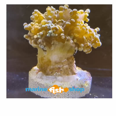 Frogspawn Coral Frag Live Stock